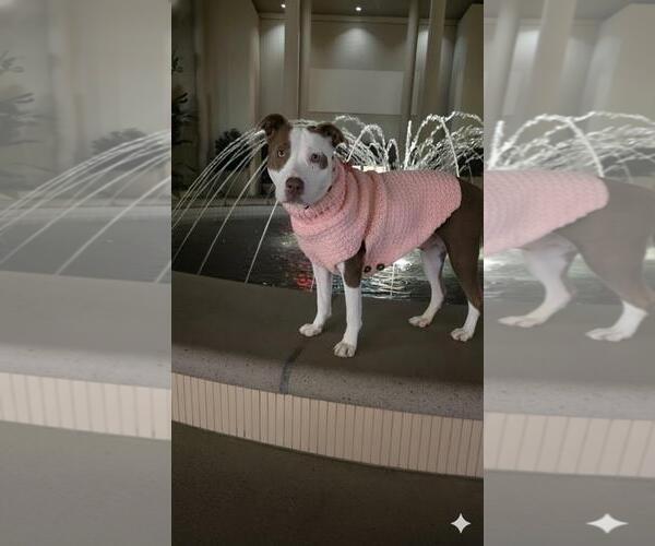 Medium Photo #4 Mutt Puppy For Sale in Newport Beach, CA, USA