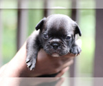 Small Photo #5 French Bulldog Puppy For Sale in LAWRENCEVILLE, GA, USA