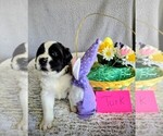 Puppy Turquoise femal Saint Bernard