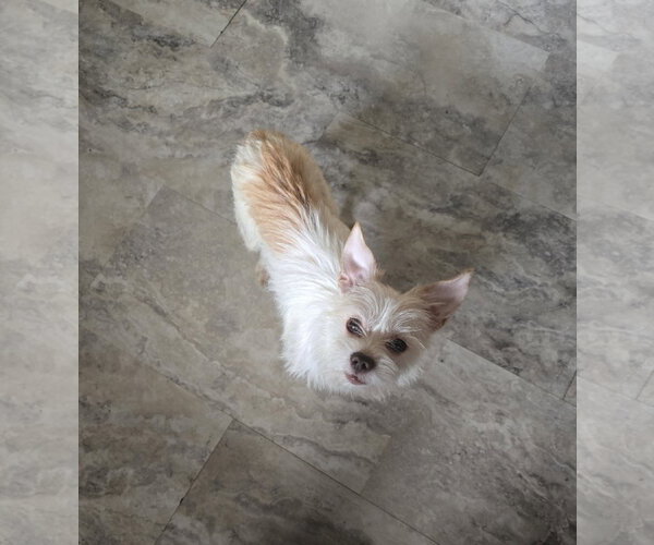 Medium Photo #2 Chihuahua-Unknown Mix Puppy For Sale in Columbus, IN, USA
