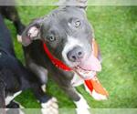 Small Labrador Retriever Mix