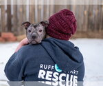 Small Photo #6 Staffordshire Bull Terrier-Unknown Mix Puppy For Sale in Princeton, MN, USA
