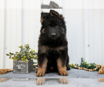 Puppy Faith German Shepherd Dog