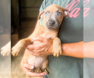 Mutt Dogs for adoption in Jackson, MS, USA