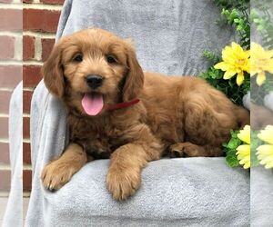 Goldendoodle-Poodle (Miniature) Mix Puppy for sale in NEW HOLLAND, PA, USA
