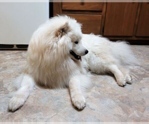 Medium Photo #1 Samoyed Puppy For Sale in STATEN ISLAND, NY, USA