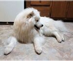 Small Photo #1 Samoyed Puppy For Sale in STATEN ISLAND, NY, USA