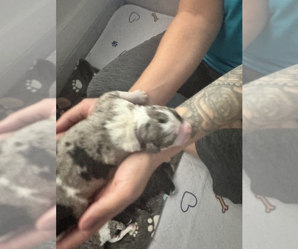 Medium Photo #56 Aussiedoodle-Bernedoodle Mix Puppy For Sale in BELTON, SC, USA