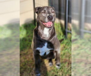 KangaRoo - Female Blue Lacy-Unknown Mix Dog for Adoption - Photo #28