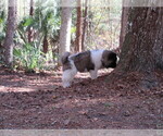 Small Photo #11 Akita Puppy For Sale in INGLIS, FL, USA
