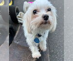 Small #1 Maltese