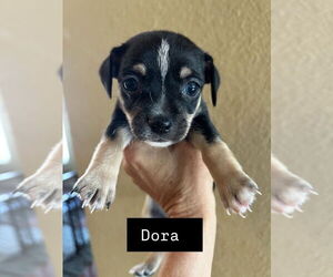 Chiweenie Dogs for adoption in San Diego , CA, USA