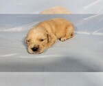 Small #4 Golden Retriever