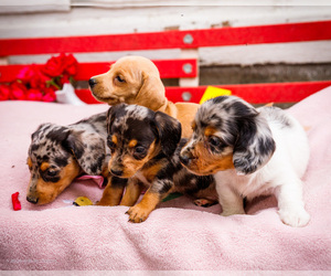 Dachshund Litter for sale in WAKARUSA, IN, USA