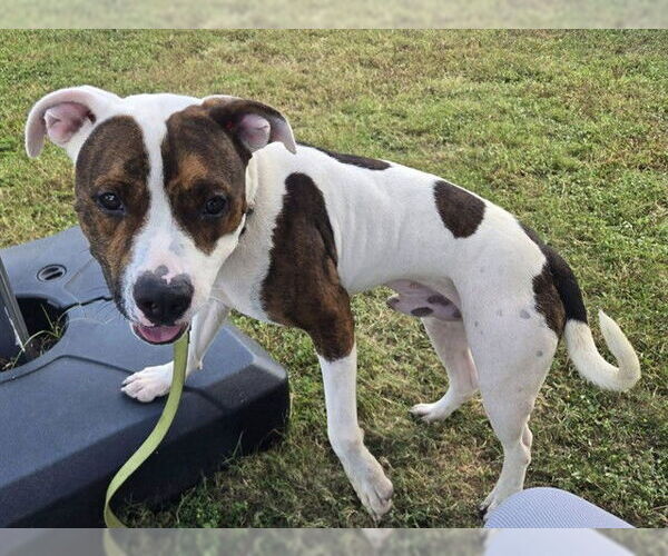 Medium Photo #3 American Pit Bull Terrier-Unknown Mix Puppy For Sale in Ocala, FL, USA