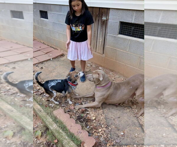 Medium Photo #2 American Pit Bull Terrier-Labrador Retriever Mix Puppy For Sale in Brewster, NY, USA