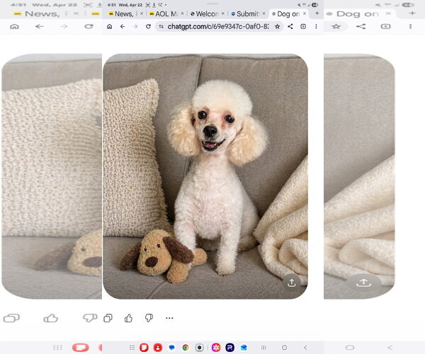 Medium Photo #2 Poodle (Miniature) Puppy For Sale in Seaford, DE, USA