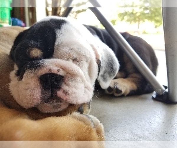 Medium Photo #11 English Bulldog Puppy For Sale in COTTLEVILLE, MO, USA