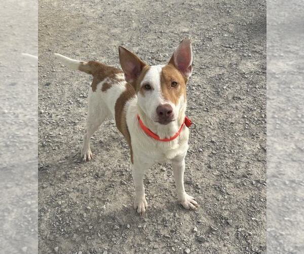 Medium Photo #3 Bull Terrier-Unknown Mix Puppy For Sale in Evansville, IN, USA