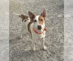 Small #2 Bull Terrier Mix