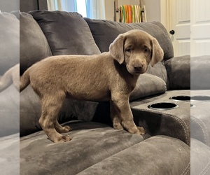 Labrador Retriever Puppy for Sale in LUDLOW, Missouri USA