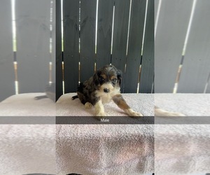Aussiedoodle Puppy for sale in KEAVY, KY, USA