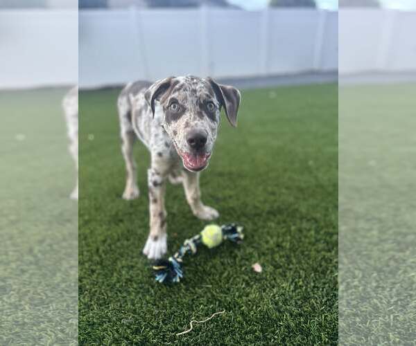 Medium Photo #1 Catahoula Leopard Dog-Unknown Mix Puppy For Sale in MIDWAY, UT, USA