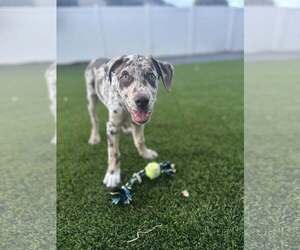 Catahoula Leopard Dog-Unknown Mix Dogs for adoption in MIDWAY, UT, USA