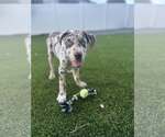 Small Catahoula Leopard Dog Mix
