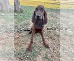 Puppy 4 Redbone Coonhound