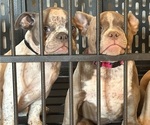 Small American Bully