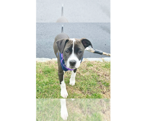 Medium Photo #17 Beagle-Pointer Mix Puppy For Sale in Brewster, NY, USA