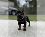 Small #5 Doberman Pinscher