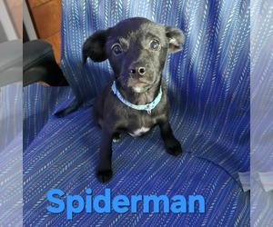 Chihuahua-Unknown Mix Dogs for adoption in Princeton, MN, USA