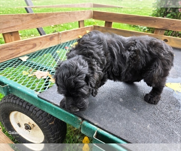 Medium Photo #5 Goldendoodle Puppy For Sale in LEON, KS, USA