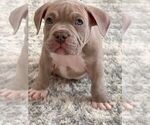 Puppy Chico American Bully