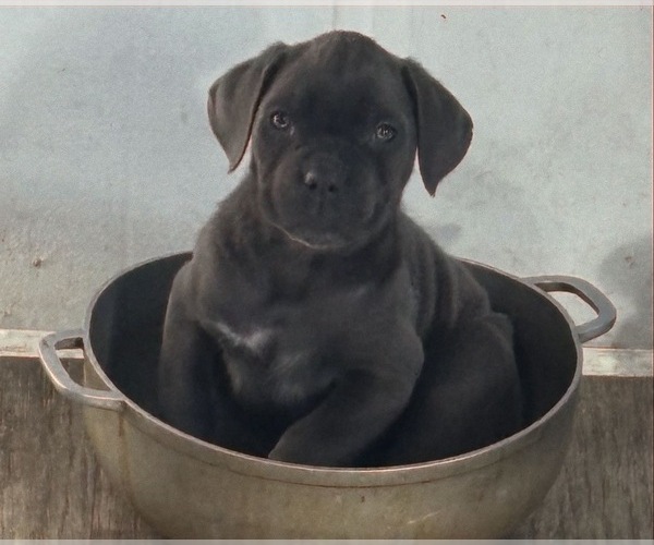 Medium Photo #2 Cane Corso Puppy For Sale in POUGHKEEPSIE, NY, USA