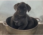 Small #1 Cane Corso