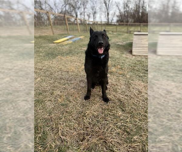 Medium Photo #1 German Shepherd Dog-Unknown Mix Puppy For Sale in Westminster, MD, USA