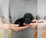 Small Photo #9 Goldendoodle Puppy For Sale in WEAVERVILLE, NC, USA
