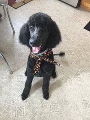 Poodle (Standard) Puppy for sale in RACINE, WI, USA