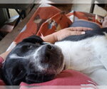 Small #1 Border Collie Mix