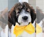 Small Photo #5 Poodle (Standard)-Saint Berdoodle Mix Puppy For Sale in HOLDEN, MO, USA