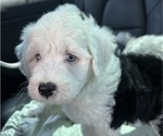 Small Photo #6 Sheepadoodle Puppy For Sale in HUNTINGTON BEACH, CA, USA