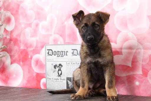Medium Photo #2 German Shepherd Dog Puppy For Sale in BEL AIR, MD, USA