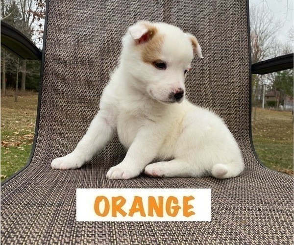 Medium Photo #5 Australian Cattle Dog Puppy For Sale in RICHMOND, MI, USA