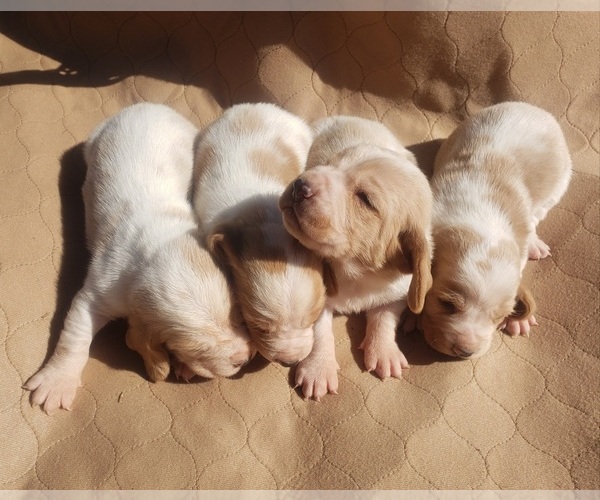 Medium Photo #7 Basset Hound Puppy For Sale in MOUNTAIN GROVE, MO, USA