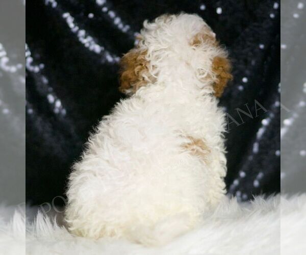 Medium Photo #6 Poodle (Toy) Puppy For Sale in WARSAW, IN, USA