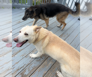 Apollo 7332 - Male German Shepherd Dog Dog for Adoption - Photo #2