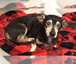 Chiweenie Dogs for adoption in Boonton, NJ, USA